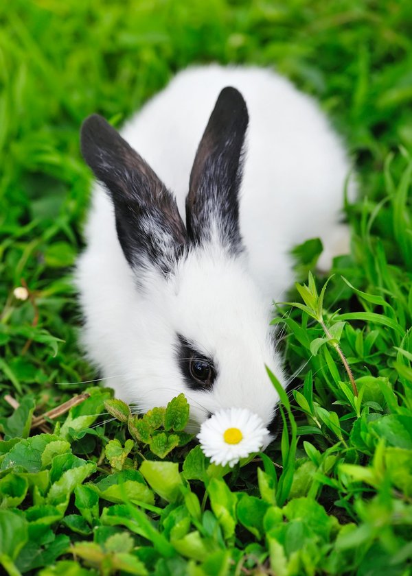 Découverte de l'animalerie spécialiste du lapin et du rongeur